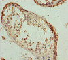 Immunohistochemistry of paraffin-embedded human testis tissue using CSB-PA884432DSR1HU at dilution of 1:100
