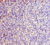 Immunohistochemistry of paraffin-embedded human thymus tissue using CSB-PA884432DSR2HU at dilution of 1:100