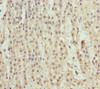 Immunohistochemistry of paraffin-embedded human adrenal gland tissue using CSB-PA848846DSR2HU at dilution of 1:100