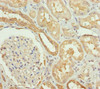 Immunohistochemistry of paraffin-embedded human kidney tissue using CSB-PA733714DSR2HU at dilution of 1:100