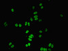 Immunofluorescent analysis of HepG2 cells using CSB-PA618641DSR2HU at dilution of 1:100 and Alexa Fluor 488-congugated AffiniPure Goat Anti-Rabbit IgG (H+L)