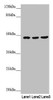 Western blot<br />
 All lanes: BCS1L antibody at 3.07µg/ml<br />
 Lane 1: A549 whole cell lysate<br />
 Lane 2: 293T whole cell lysate<br />
 Lane 3: Hela whole cell lysate<br />
 Secondary<br />
 Goat polyclonal to rabbit IgG at 1/10000 dilution<br />
 Predicted band size: 48 kDa<br />
 Observed band size: 48 kDa<br />