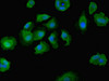 Immunofluorescent analysis of MCF-7 cells using CSB-PA836734ESR1HU at dilution of 1:100 and Alexa Fluor 488-congugated AffiniPure Goat Anti-Rabbit IgG (H+L)