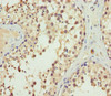 Immunohistochemistry of paraffin-embedded human testis tissue using CSB-PA007791ESR2HU at dilution of 1:100