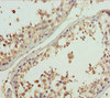 Immunohistochemistry of paraffin-embedded human testis tissue using CSB-PA009639ESR2HU at dilution of 1:100