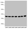 Western blot<br />
 All lanes: MTX2 antibody at 3.79 µg/ml<br />
 Lane 1: Mouse heart tissue<br />
 Lane 2: Mouse kidney tissue<br />
 Lane 3: Mouse liver tissue<br />
 Lane 4: Jurkat whole cell lysate<br />
 Lane 5: MCF-7 whole cell lysate<br />
 Lane 6: HepG2 whole cell lysate<br />
 Lane 7: 293T whole cell lysate<br />
 Secondary<br />
 Goat polyclonal to rabbit IgG at 1/10000 dilution<br />
 Predicted band size: 30, 29 kDa<br />
 Observed band size: 30 kDa<br />
