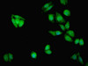 Immunofluorescent analysis of HepG2 cells using CSB-PA015213ESR2HU at dilution of 1:100 and Alexa Fluor 488-congugated AffiniPure Goat Anti-Rabbit IgG (H+L)