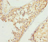 Immunohistochemistry of paraffin-embedded human testis tissue using CSB-PA015510DSR1HU at dilution of 1:100