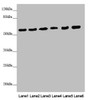 Western blot<br />
 All lanes: PACSIN2 antibody at 2.62µg/ml<br />
 Lane 1: Mouse heart tissue<br />
 Lane 2: Mouse lung tissue<br />
 Lane 3: NIH/3T3 whole cell lysate<br />
 Lane 4: Hela whole cell lysate<br />
 Lane 5: HL60 whole cell lysate<br />
 Lane 6: HepG2 whole cell lysate<br />
 Secondary<br />
 Goat polyclonal to rabbit IgG at 1/10000 dilution<br />
 Predicted band size: 56, 52 kDa<br />
 Observed band size: 56 kDa<br />