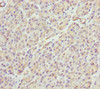 Immunohistochemistry of paraffin-embedded human pancreatic tissue using CSB-PA890765ESR1HU at dilution of 1:100