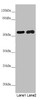 Western blot<br />
 All lanes: PACSIN2 antibody at 5.29µg/ml<br />
 Lane 1: Hela whole cell lysate<br />
 Lane 2: HepG2 whole cell lysate<br />
 Secondary<br />
 Goat polyclonal to rabbit IgG at 1/10000 dilution<br />
 Predicted band size: 56, 52 kDa<br />
 Observed band size: 56 kDa<br />