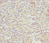 Immunohistochemistry of paraffin-embedded human pancreatic tissue using CSB-PA890765ESR2HU at dilution of 1:100