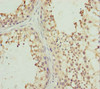 Immunohistochemistry of paraffin-embedded human testis tissue using CSB-PA846642ESR1HU at dilution of 1:100