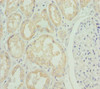 Immunohistochemistry of paraffin-embedded human kidney tissue using CSB-PA747413ESR1HU at dilution of 1:100