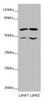 Western blot<br />
 All lanes: ST3GAL5 antibody at 6.2 µg/ml<br />
 Lane 1: K562 whole cell lysate<br />
 Lane 2: U251 whole cell lysate<br />
 Secondary<br />
 Goat polyclonal to rabbit IgG at 1/10000 dilution<br />
 Predicted band size: 48, 46 kDa<br />
 Observed band size: 48, 60 kDa<br />