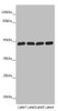 Western blot<br />
 All lanes: ST3GAL5 antibody at 4.8µg/ml<br />
 Lane 1: Hela whole cell lysate<br />
 Lane 2: 293T whole cell lysate<br />
 Lane 3: Jurkat whole cell lysate<br />
 Lane 4: U251 whole cell lysate<br />
 Secondary<br />
 Goat polyclonal to rabbit IgG at 1/10000 dilution<br />
 Predicted band size: 48, 46 kDa<br />
 Observed band size: 48 kDa<br />