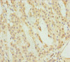 Immunohistochemistry of paraffin-embedded human adrenal gland tissue using CSB-PA892139ESR1HU at dilution of 1:100