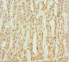 Immunohistochemistry of paraffin-embedded human adrenal gland tissue using CSB-PA892139ESR2HU at dilution of 1:100