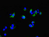 Immunofluorescent analysis of MCF-7 cells using CSB-PA881003ESR1HU at dilution of 1:100 and Alexa Fluor 488-congugated AffiniPure Goat Anti-Rabbit IgG (H+L)