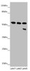 Western blot<br />
 All lanes: CYP3A43 antibody at 3.25 µg/ml<br />
 Lane 1: Mouse liver tissue<br />
 Lane 2: Mouse skeletal muscle tissue<br />
 Lane 3: 293T whole cell lysate<br />
 Secondary<br />
 Goat polyclonal to rabbit IgG at 1/10000 dilution<br />
 Predicted band size: 58, 49, 29, 45 kDa<br />
 Observed band size: 58, 45 kDa<br />