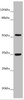 Western blot<br />
 All lanes: KCNS3 antibody at 6.35 µg/ml + Mouse lung tissue<br />
 Secondary<br />
 Goat polyclonal to rabbit IgG at 1/10000 dilution<br />
 Predicted band size: 56 kDa<br />
 Observed band size: 56, 35 kDa<br />