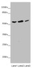 Western blot<br />
 All lanes: KCNS3 antibody at 4.97µg/ml<br />
 Lane 1: Mouse brain tissue<br />
 Lane 2: HT29 whole cell lysate<br />
 Lane 3: A549 whole cell lysate<br />
 Secondary<br />
 Goat polyclonal to rabbit IgG at 1/10000 dilution<br />
 Predicted band size: 56 kDa<br />
 Observed band size: 56 kDa<br />