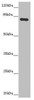 Western blot<br />
 All lanes: MOCS1 antibody at 5.09 µg/ml<br />
  + Mouse heart tissue<br />
 Secondary<br />
 Goat polyclonal to rabbit IgG at 1/10000 dilution<br />
 Predicted band size: 71, 44, 41, 32, 69, 59 kDa<br />
 Observed band size: 71 kDa<br />