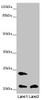 Western blot<br />
 All lanes: MSRB3 antibody at 8.08 µg/ml<br />
 Lane 1: Mouse lung tissue<br />
 Lane 2: Mouse heart tissue<br />
 Secondary<br />
 Goat polyclonal to rabbit IgG at 1/10000 dilution<br />
 Predicted band size: 21 kDa<br />
 Observed band size: 21, 24 kDa<br />