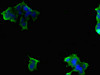 Immunofluorescent analysis of 293 cells using CSB-PA821677ESR1HU at dilution of 1:100 and Alexa Fluor 488-congugated AffiniPure Goat Anti-Rabbit IgG (H+L)