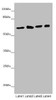 Western blot<br />
 All lanes: SOCS4 antibody at 4.39 µg/ml<br />
 Lane 1: Mouse kidney tissue<br />
 Lane 2: Jurkat whole cell lysate<br />
 Lane 3: A549 whole cell lysate<br />
 Lane 4: 293T whole cell lysate<br />
 Secondary<br />
 Goat polyclonal to rabbit IgG at 1/10000 dilution<br />
 Predicted band size: 60 kDa<br />
 Observed band size: 60 kDa<br />