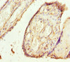 Immunohistochemistry of paraffin-embedded human placenta tissue using CSB-PA023840ESR2HU at dilution of 1:100