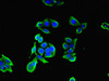 Immunofluorescent analysis of PC-3 cells using CSB-PA896730ESR1HU at dilution of 1:100 and Alexa Fluor 488-congugated AffiniPure Goat Anti-Rabbit IgG (H+L)