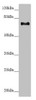 Western blot<br />
 All lanes: CEP72 antibody at 3.37µg/ml + Hela whole cell lysate<br />
 Secondary<br />
 Goat polyclonal to rabbit IgG at 1/10000 dilution<br />
 Predicted band size: 72, 22 kDa<br />
 Observed band size: 72 kDa<br />