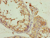 Immunohistochemistry of paraffin-embedded human testis tissue using CSB-PA745333DSR1HU at dilution of 1:100