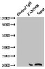 Immunoprecipitating FAM96B in Hela whole cell lysate<br />
 Lane 1: Rabbit control IgG instead of (1µg) instead of CSB-PA897544ESR2HU in Hela whole cell lysate.
 For western blotting, a HRP-conjugated anti-rabbit IgG, specific to the non-reduced form of IgG was used as the Secondary antibody (1/50000) <br />
 Lane 2: CSB-PA897544ESR2HU (4µg) + Hela whole cell lysate (500µg) <br />
 Lane 3: Hela whole cell lysate (20µg) <br />