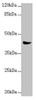 Western blot<br />
 All lanes: MRPS22 antibody at 2.36 µg/ml + Mouse liver tissue<br />
 Secondary<br />
 Goat polyclonal to rabbit IgG at 1/10000 dilution<br />
 Predicted band size: 42, 19 kDa<br />
 Observed band size: 42 kDa<br />