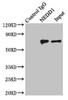 Immunoprecipitating NEDD1 in Hela whole cell lysate<br />
 Lane 1: Rabbit control IgG instead of (1µg) instead of CSB-PA822820DSR1HU in Hela whole cell lysate.
 For western blotting, a HRP-conjugated light chain specific antibody was used as the Secondary antibody (1/50000) <br />
 Lane 2: CSB-PA822820DSR1HU (4µg) + Hela whole cell lysate (500µg) <br />
 Lane 3: Hela whole cell lysate (20µg) <br />