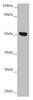 Western blot<br />
 All lanes: NUF2 antibody at 5.29µg/ml + Jurkat whole cell lysate<br />
 Secondary<br />
 Goat polyclonal to rabbit IgG at 1/10000 dilution<br />
 Predicted band size: 54 kDa<br />
 Observed band size: 54 kDa<br />