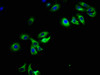 Immunofluorescence staining of HepG2 cells with CSB-PA861174DSR1HU at 1:108, counter-stained with DAPI. The cells were fixed in 4% formaldehyde, permeabilized using 0.2% Triton X-100 and blocked in 10% normal Goat Serum. The cells were then incubated with the antibody overnight at 4°C. The secondary antibody was Alexa Fluor 488-congugated AffiniPure Goat Anti-Rabbit IgG (H+L) .