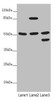 Western blot<br />
 All lanes: PPP2R3C antibody at 5.11 µg/ml<br />
 Lane 1: HepG2 whole cell lysate<br />
 Lane 2: Jurkat whole cell lysate<br />
 Lane 3: A549 whole cell lysate<br />
 Secondary<br />
 Goat polyclonal to rabbit IgG at 1/10000 dilution<br />
 Predicted band size: 54, 40 kDa<br />
 Observed band size: 54, 85, 45 kDa<br />