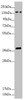 Western blot<br />
 All lanes: SFI1 antibody at 4.26 µg/ml + HepG2 whole cell lysate<br />
 Secondary<br />
 Goat polyclonal to rabbit IgG at 1/10000 dilution<br />
 Predicted band size: 148, 144, 139, 122, 118, 142, 137 kDa<br />
 Observed band size: 148, 38 kDa<br />