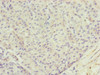 Immunohistochemistry of paraffin-embedded human pancreatic tissue using CSB-PA765082ESR1HU at dilution of 1:100