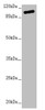 Western blot<br />
 All lanes: TTLL7 antibody at 2.04µg/ml + Hela whole cell lysate<br />
 Secondary<br />
 Goat polyclonal to rabbit IgG at 1/10000 dilution<br />
 Predicted band size: 103, 78, 93 kDa<br />
 Observed band size: 103 kDa<br />