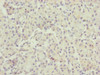 Immunohistochemistry of paraffin-embedded human pancreatic tissue using CSB-PA765082ESR2HU at dilution of 1:100