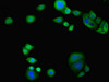 Immunofluorescent analysis of PC-3 cells using CSB-PA856905ESR2HU at dilution of 1:100 and Alexa Fluor 488-congugated AffiniPure Goat Anti-Rabbit IgG (H+L)