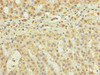 Immunohistochemistry of paraffin-embedded human adrenal gland tissue using CSB-PA822707ESR1HU at dilution of 1:100