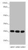 Western blot<br />
 All lanes: CHCHD3 antibody at 1.67µg/ml<br />
 Lane 1: Mouse lung tissue<br />
 Lane 2: HepG2 whole cell lysate<br />
 Lane 3: Hela whole cell lysate<br />
 Secondary<br />
 Goat polyclonal to rabbit IgG at 1/10000 dilution<br />
 Predicted band size: 26 kDa<br />
 Observed band size: 26 kDa<br />