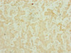 Immunohistochemistry of paraffin-embedded human liver tissue using CSB-PA873679ESR2HU at dilution of 1:100