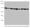 Western blot<br />
 All lanes: EEF1G antibody at 0.73µg/ml<br />
 Lane 1: Mouse gonadal tissue<br />
 Lane 2: Mouse brain tissue<br />
 Lane 3: HL60 whole cell lysate<br />
 Lane 4: NIH/3T3 whole cell lysate<br />
 Lane 5: PC-3 whole cell lysate<br />
 Lane 6: HepG2 whole cell lysate<br />
 Lane 7: Hela whole cell lysate<br />
 Lane 8: 293T whole cell lysate<br />
 Lane 9: RAW264.7 whole cell lysate<br />
 Secondary<br />
 Goat polyclonal to rabbit IgG at 1/10000 dilution<br />
 Predicted band size: 51, 57 kDa<br />
 Observed band size: 51 kDa<br />