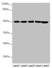 Western blot<br />
 All lanes: EEF1G antibody at 0.78µg/ml<br />
 Lane 1: Mouse gonadal tissue<br />
 Lane 2: PC-3 whole cell lysate<br />
 Lane 3: HepG2 whole cell lysate<br />
 Lane 4: Hela whole cell lysate<br />
 Lane 5: 293T whole cell lysate<br />
 Secondary<br />
 Goat polyclonal to rabbit IgG at 1/10000 dilution<br />
 Predicted band size: 51, 57 kDa<br />
 Observed band size: 51 kDa<br />